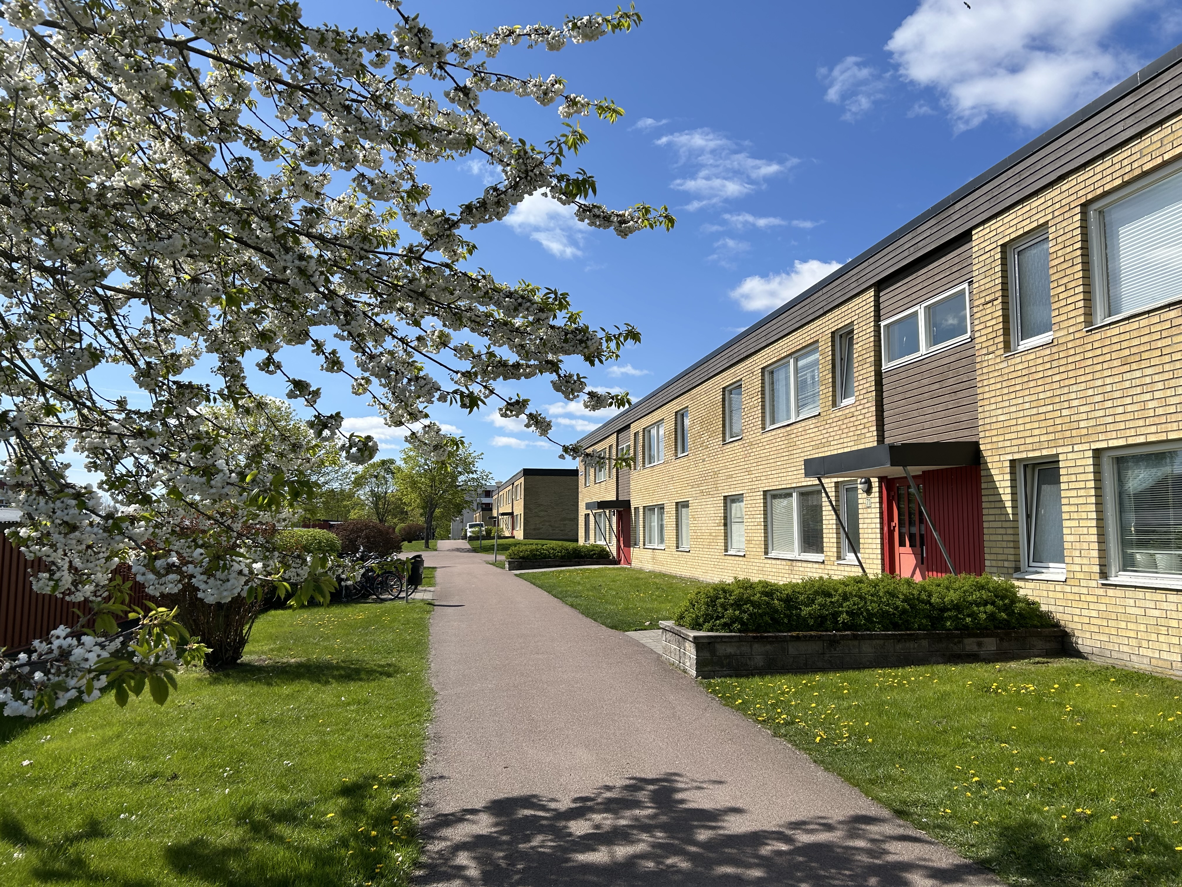 fagottgatan, blommande träd